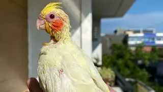 Feeding the cockatiel