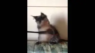 Кристалл Блю