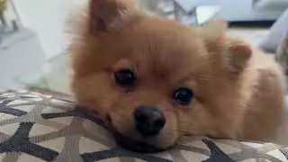 Planet Puppy featuring • @Itsalexasyoutube  #pomeranian  #puppy #puppies #shorts