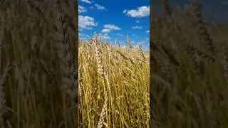Шаулап иген үкән кырда