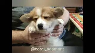 Приучение щенка к фену
