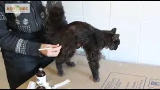 Веткабинет в приюте Кот и Пес