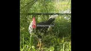 В продаже молодки куры и петухи породы леггорн далматинец. Яйценосное направление. 8-916407226 7.