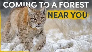 How the Lynx is silently spreading all over Europe