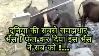 दुनिया की सबसे समझधार भैंस ! फेल कर दिया इस भैंस ने सब को !...
