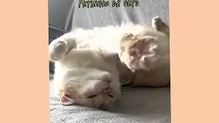 Patinhas de Gato 1 HORA SEGUIDA - GATOXINHA