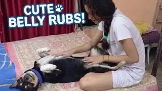 My Dog ​​Is Very Happy Because I Massage His Belly And Fun With Him