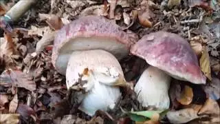 I Porcini più belli della stagione Ottobre 2016