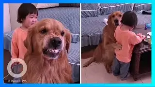 Anjing ini lindungi balita yang dimarahi ibunya - TomoNews