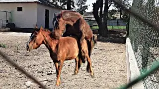 Semental Corindón caballos.01 08 2023 Encuentro de primavera con yeguas Cavalos horses