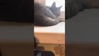 Cats study