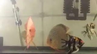 Discus Fish Dowing What They Do Best