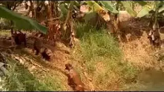 dogs enjoying water / köpeklerin su keyfi