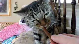 Giving my cat a Sheba meat stick treat