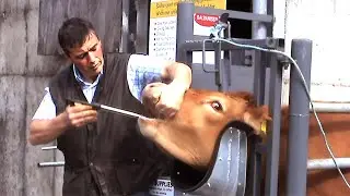 Incredible Technological Innovations in Cow Farming. Automatic Feeding, Cleaning & Milking Machines
