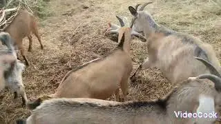 Про кормёжку