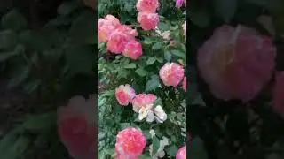 Роза Aquarell