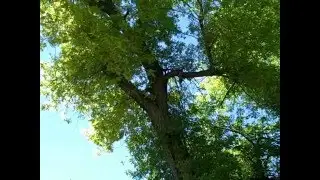 Echo Jam (with trees)