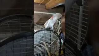 Молуккский какаду