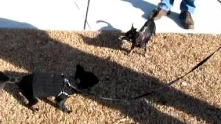 Chihuahua kissing