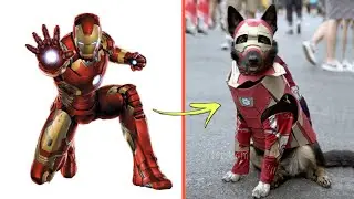 Superheroes Characters In Real Life As Dogs