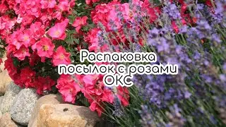 Распаковка посылок. Розы с ОКС из питомников