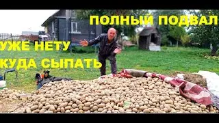 Урожай бульбы такой - некуда сыпать! Переборка третью неделю. Когда закончим?