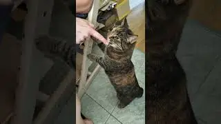 Кошка в деле или в сметане -:)