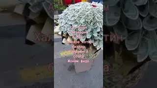 Ассаламу алайкум азизлар бугун 8-март байрами Билан онажонларимизни табириклаймиз
