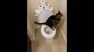 Cat using toilet and Flushes 1/2