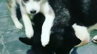 Хаски Зевс с сыном