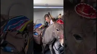 Service animals on flights be like… ✈️🦚 