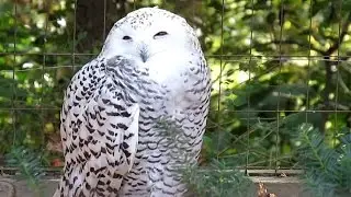 Snowy Owl, World Bird Sanctuary