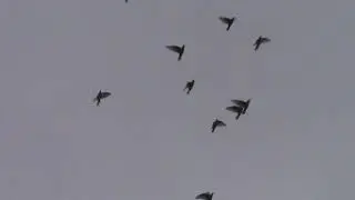 пермские гривуны