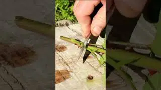 Размножение ягодных и декоративных культур зелёными черенками