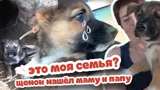 ЩЕНОК из ЯМЫ нашел МАМУ. Счастливая встреча с семьей.