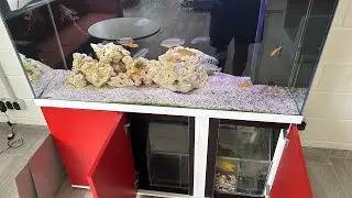 Шикарный цихлидник