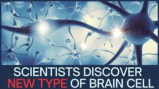A New Type of Brain Cell: Glutamatergic Astrocytes