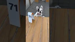 Ммм вот бы так каждый день обедать🐾🍔