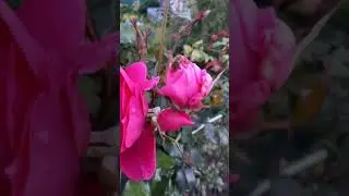 🌹Роза и спящая пчела🐝 