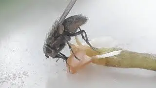 Перекус мухи на работе 🍊
