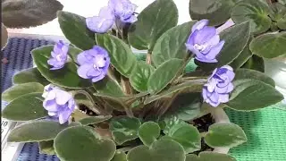 Фиалки! Как ухаживать Весной? Как размножить?