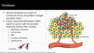 The primary tumor microenvironment: what else affects primary tumor growth? - Understanding Cancer