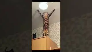 Отпусти мне котофей грехи, знаю у меня их... /shorts