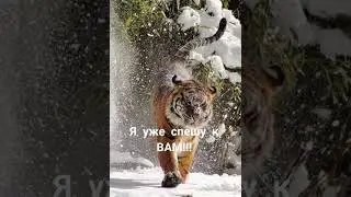 Уже скоро 2022г🐯🐯🐯