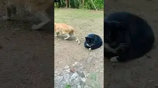 nah ini baru penampakan kucing pacaran