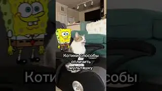 Что видят кошки когда смотрят телевизор 🐈📺 