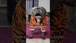 O RUGIDO DOS DEUSES #tigres #pet #pitbull #cachorro