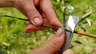 🌳 Прививаем 