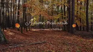 Canada Fall Foliage Journey: A Tranquil Trail Walk